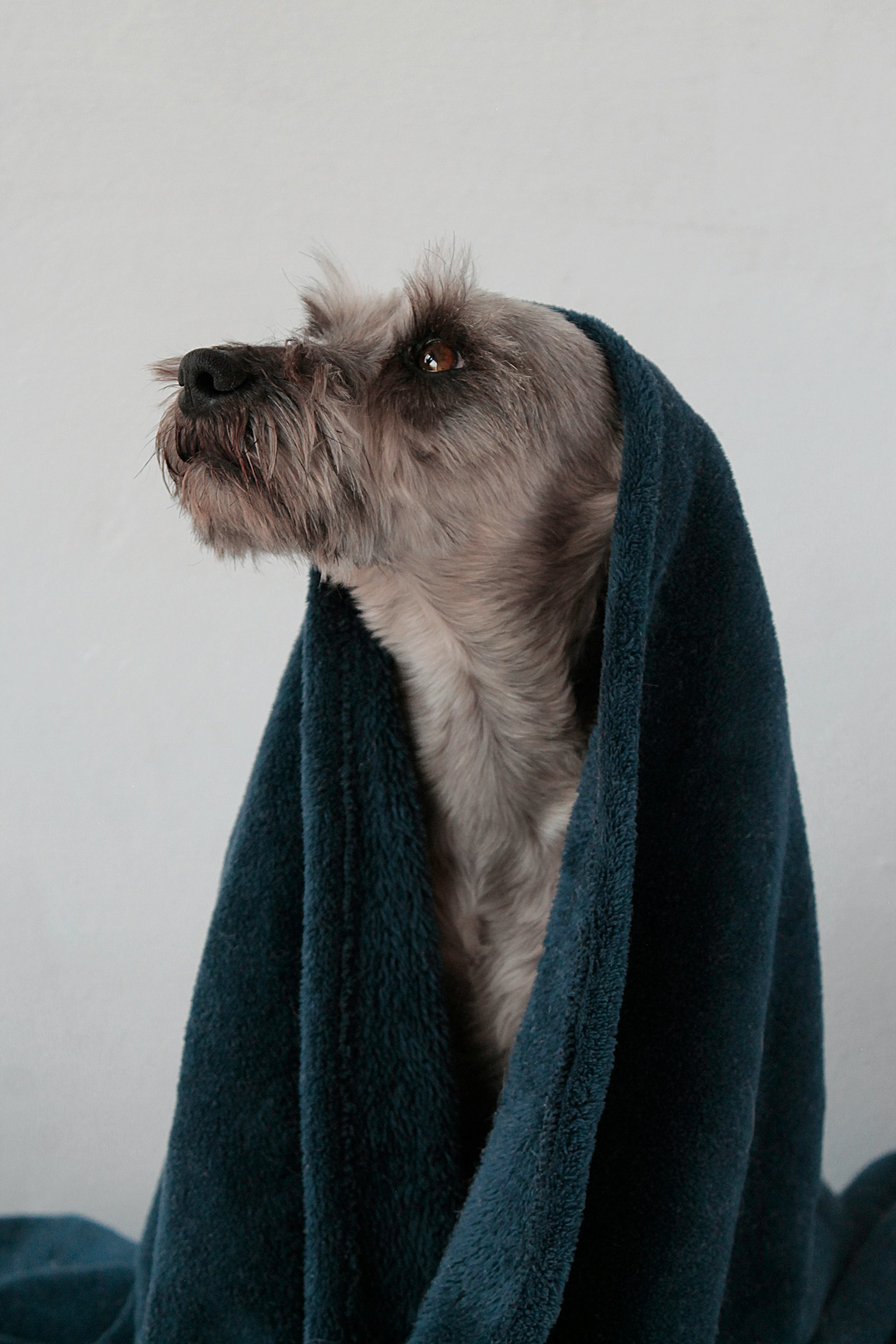Grooming photo 5
