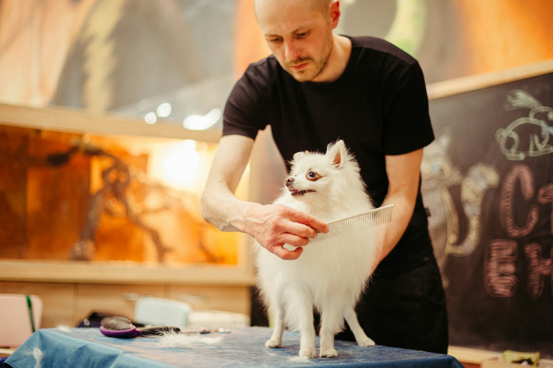 About Sunny Paws Mobile Grooming