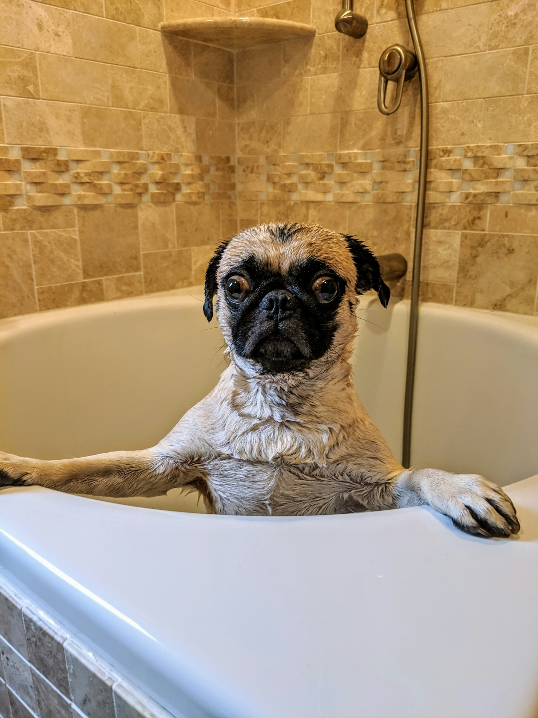 Grooming photo 3