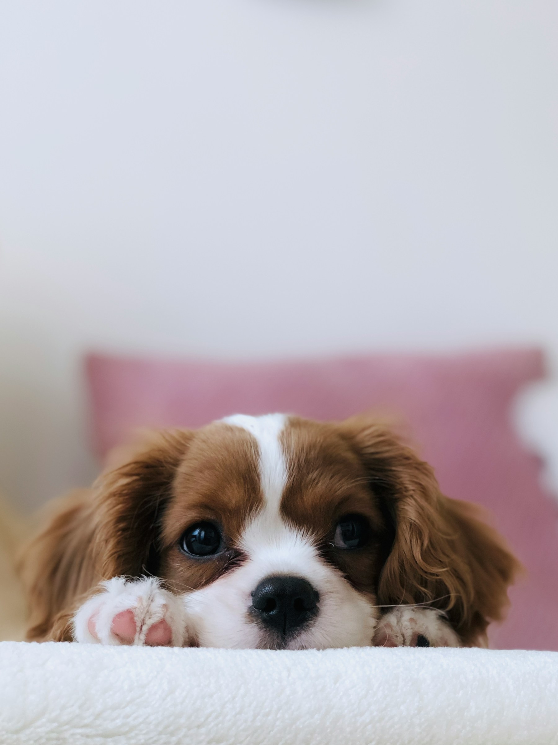 Grooming photo 9
