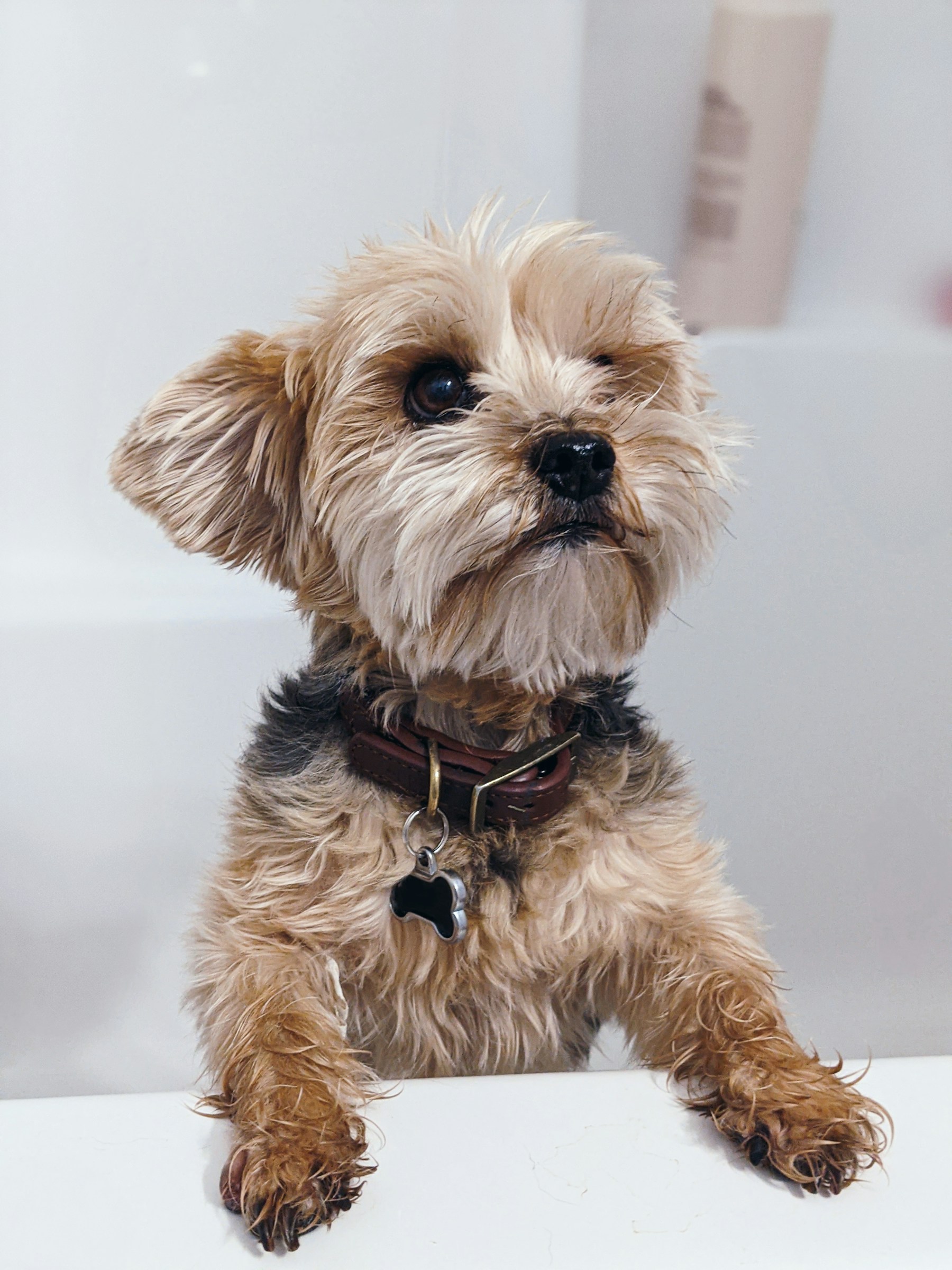 Grooming photo 4