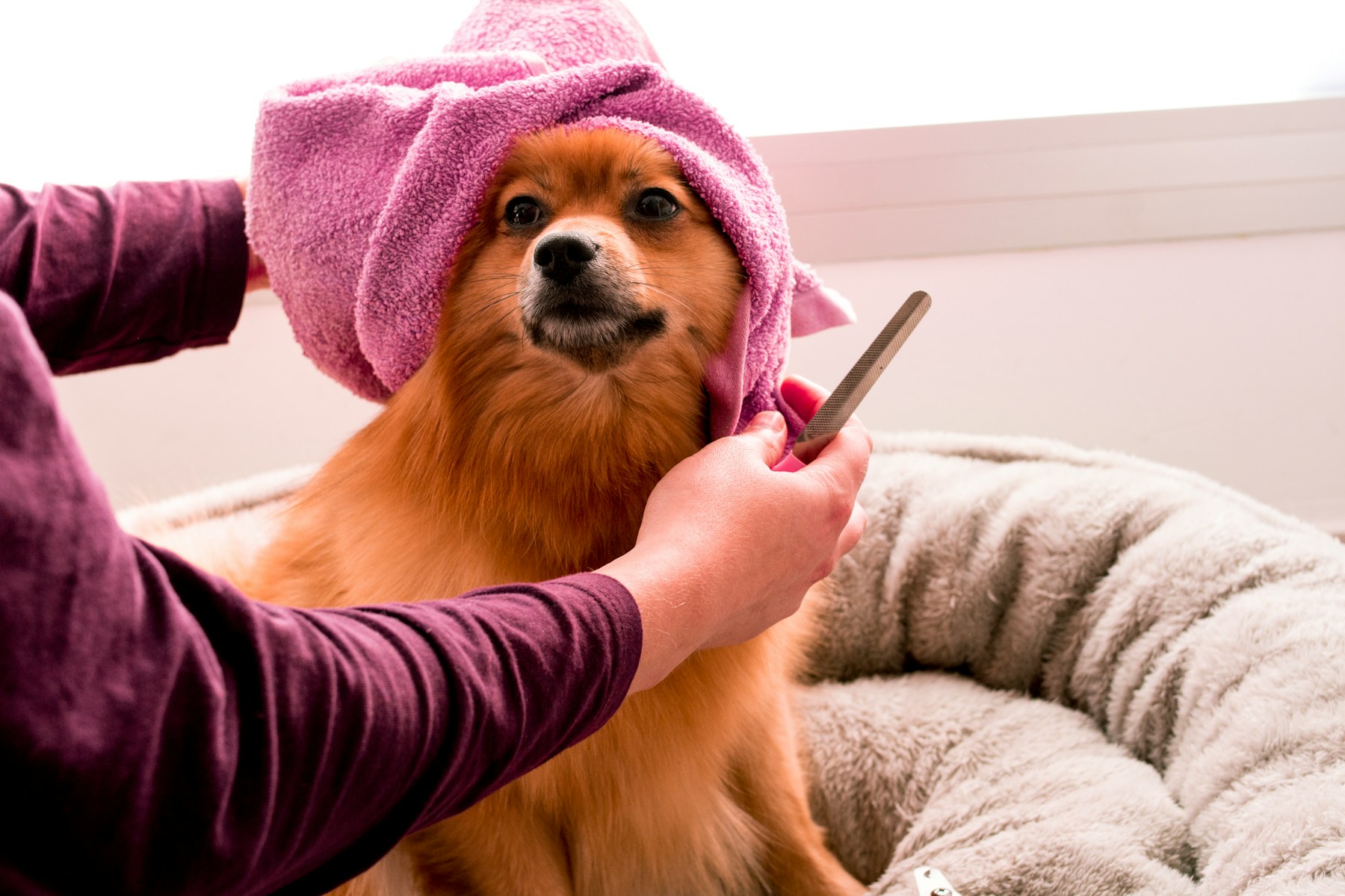 Grooming photo 10