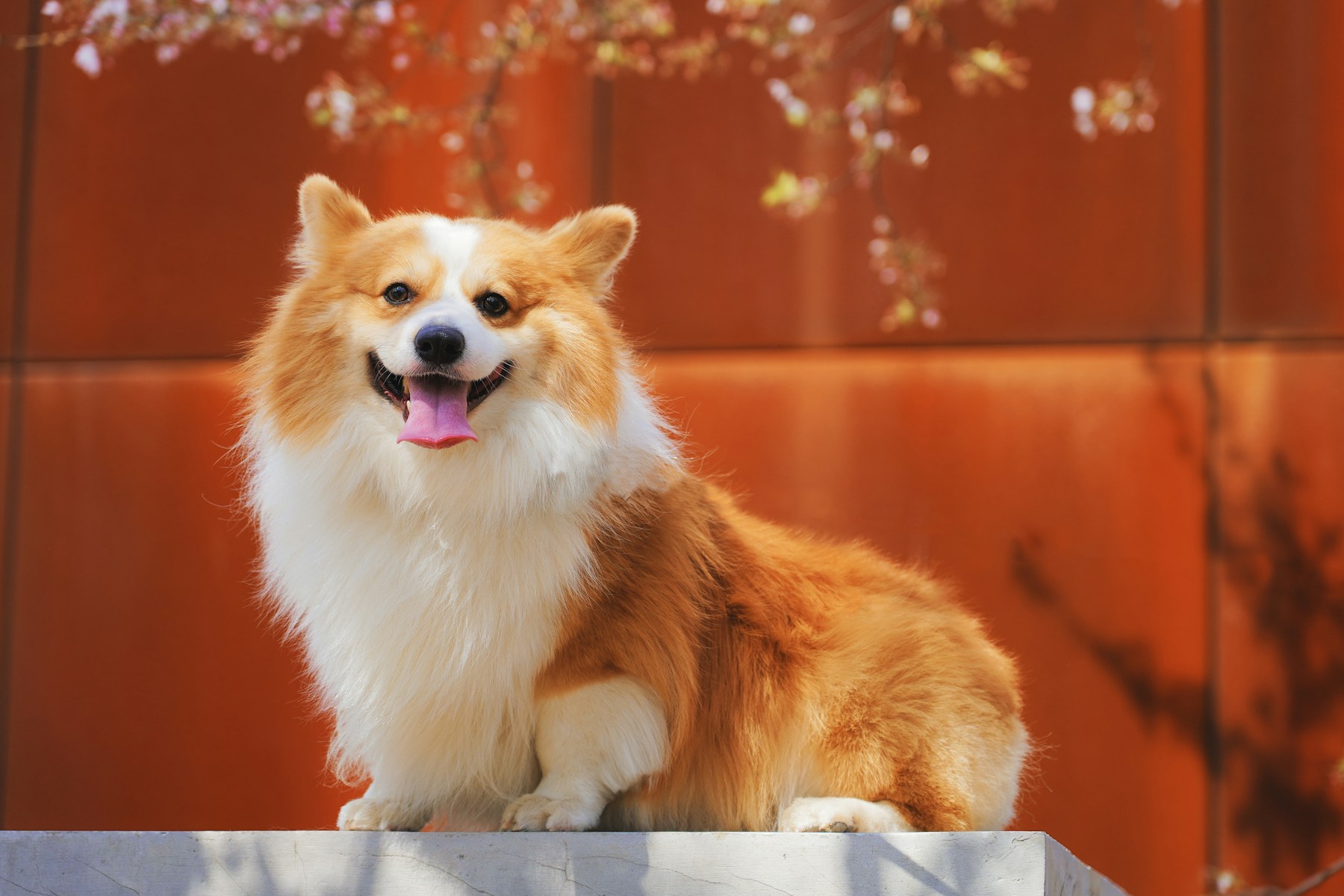 Grooming photo 8
