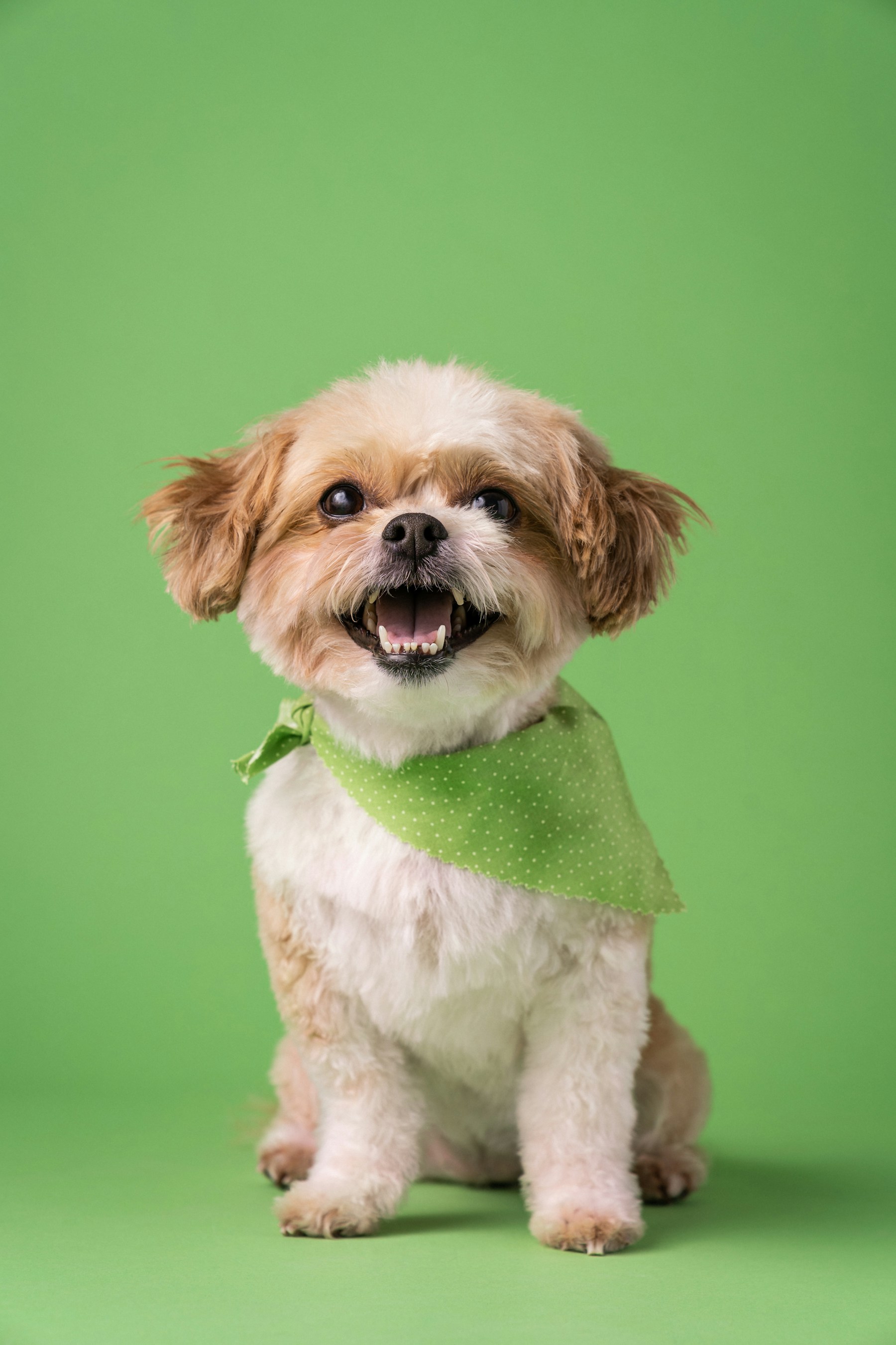 Grooming photo 6